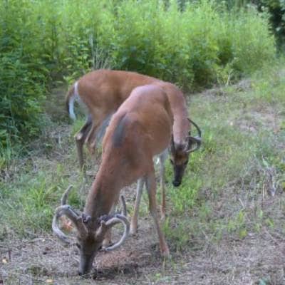 BIG BUCKS HUNTING